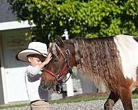 parade-miniature-pony