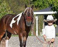 show-miniature-pony