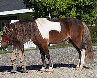 school-miniature-pony