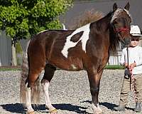 trail-riding-miniature-pony