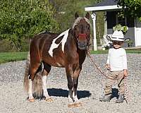 pinto-miniature-gelding