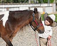 pinto-all-around-pony