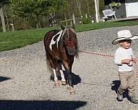 pinto-athletic-pony