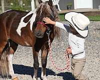 pinto-beginner-pony