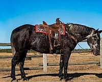 athletic-draft-horse