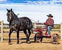 driving-draft-horse