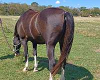 black-four-white-socks-horse