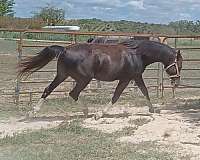 khemosabi-arabian-horse