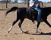 gelding-arabian-horse