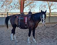 gelding-arabian-horse