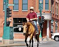 aqha-quarter-horse