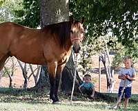 aqha-gelding-quarter-horse