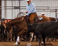 ranch-quarter-horse