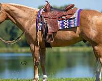 athletic-quarter-horse