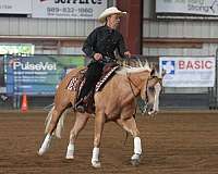 ranch-versatility-quarter-horse