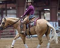 reining-quarter-horse