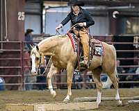 ridden-western-quarter-horse