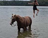 working-cattle-quarter-horse