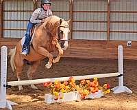 working-cow-quarter-horse