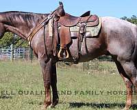 red-roan-classical-horse