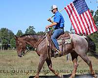 red-roan-eventin-horse