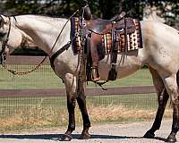 barrel-racing-quarter-horse