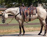 calf-roping-quarter-horse