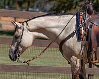 husband-safe-quarter-horse