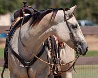 performance-quarter-horse