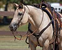 ranch-versatility-quarter-horse