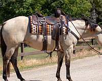 roping-quarter-horse