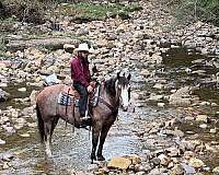 athletic-belgian-horse