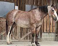 driving-belgian-horse