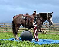 flashy-belgian-horse