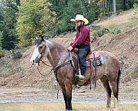 husband-safe-belgian-horse