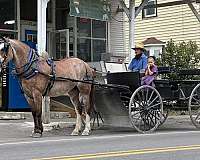 parade-belgian-horse