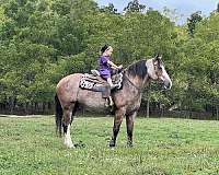 ranch-belgian-horse