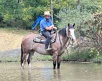 show-belgian-horse