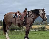 roan-belgian-mare