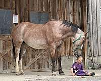 trail-riding-belgian-horse