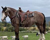 roan-all-around-horse