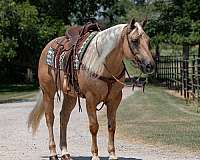 athletic-quarter-horse