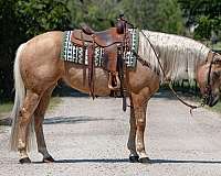 husband-safe-quarter-horse