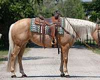 performance-quarter-horse