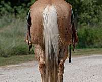 ranch-versatility-quarter-horse