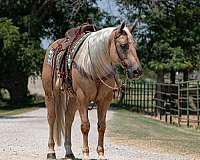 reined-cow-quarter-horse