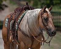 reining-quarter-horse