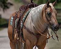 roping-quarter-horse