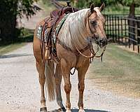 show-quarter-horse