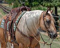 trail-riding-quarter-horse